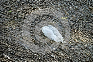 Mud that had gathered on the surface of the water