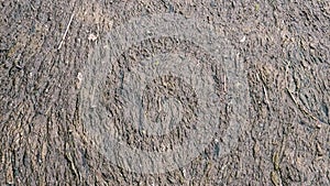 Mud that had gathered on the surface of the water