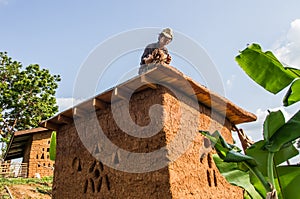 Mud house roof making