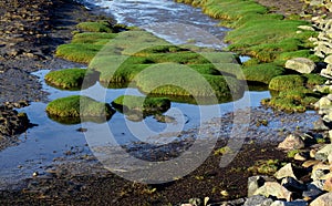 Mud at low tide of North sea