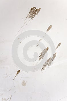 Mud marks on the white wall