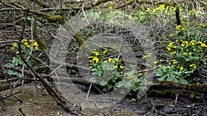 Mud plant with flowers. Swamps in summer. Cool green lake in primeval forest