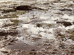 Mud & puddles at low tide