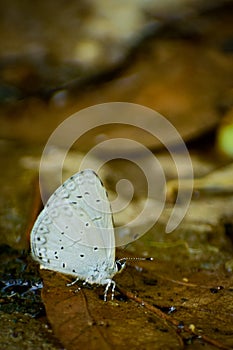 Mud - puddling is a behaviour most conspicuous in butterflies . silvery hedge blue  celastrina gigas