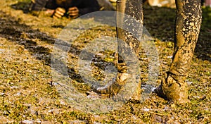 Mud race runners passing under a barbed wire obstacles during extreme obstacle race,detail of legs