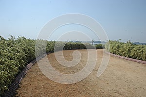 Mud Rural Road Way Through Fields