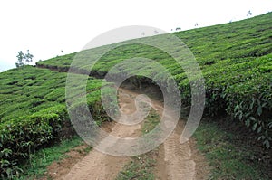 Mud Rural Road Way Through Fields