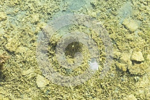 Mud sandbank near the Red Sea. Cassiopea andromeda