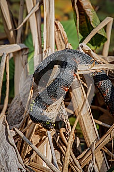 Mud Snake basking in the sun of Southeastern United States