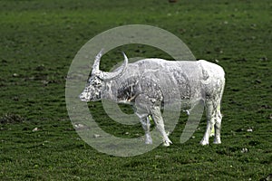 A mud spattered water buffalo standing in a meadow in Kaziranga.