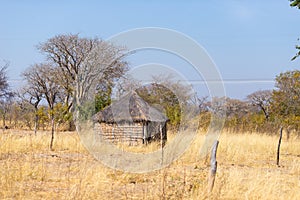 Mud straw and wooden hut with thatched roof in the bush. Local village in the rural Caprivi Strip, the most populated region in Na photo