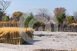 Mud straw and wooden hut with thatched roof in the bush. Local village in the rural Caprivi Strip, the most populated region in Na photo