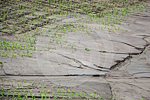Mud streams after a heavy rain on a cornfield that destroyed part of the crop area of risk farming concept photo