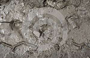 Mud texture or wet gray soil
