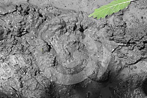 Mud texture or wet gray soil