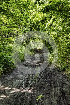 Mud track through the forest