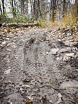 Mud tracks on a mountain bike trail