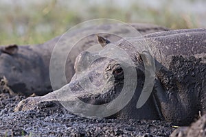 Mud treatment photo