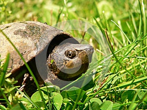 Mud Turtle in the Grass photo