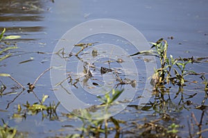 Mud Turtle and Red-Eared Slider