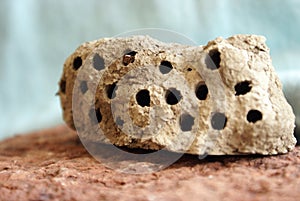 Mud Wasp Hive