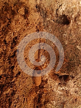 Mud wasp nest on the wall.