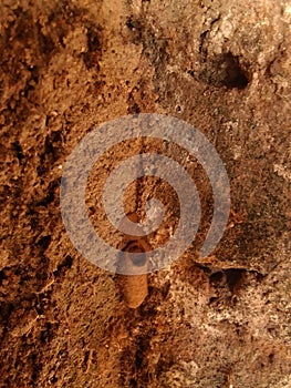 Mud wasp nest on the wall.