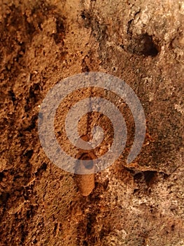 Mud wasp nest on the wall.