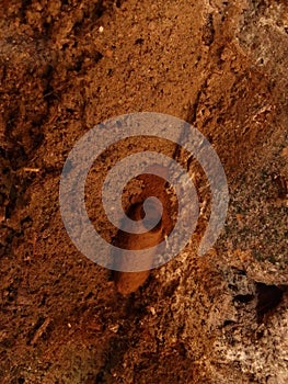 Mud wasp nest on the wall.