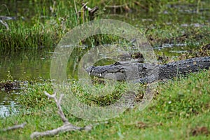 Mud water crocodile ins sri lanka