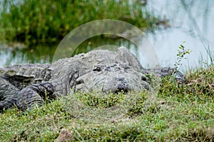 Mud water crocodile ins sri lanka photo