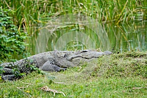 Mud water crocodile ins sri lanka photo