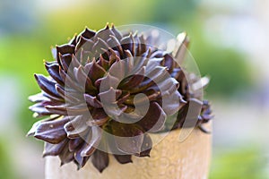 Muda Suculenta Echeveria Black Prince, Negra, succulents cactus plant. photo