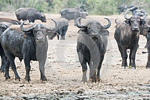 Muddy African buffalos on Lake Eduard of Queen Elizabeth Park, Uganda
