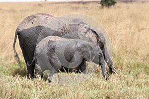 Muddy African bush elephant and baby wandering in Amboseli National Park in Kenya, Africa