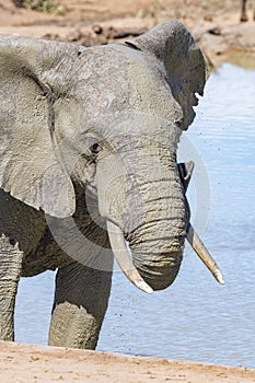 Muddy african elephant  drinking water