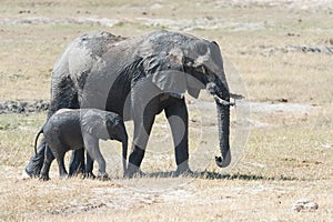 Muddy African elephant mother and cub in Botswana, South Africa