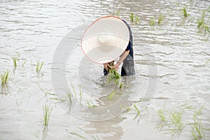 The muddy Asian boy with hat enjoys planting rice in the field farm for learning how the rice growing outdoor activity for kids