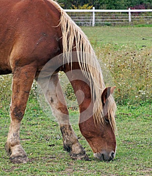 Muddy Belgian gelding