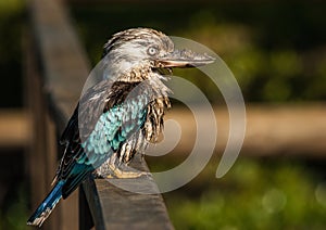 A Muddy Blue-winged Kookaburra