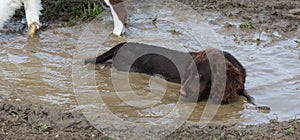 A Muddy brown working type cocker spaniel pet gundog lying in a mu