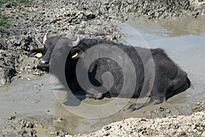 Muddy buffalo