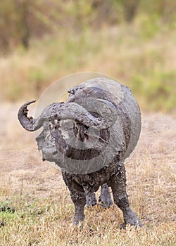 Muddy Cape Buffalo in Africa