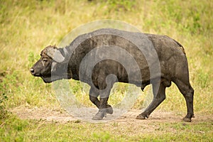 Muddy Cape buffalo walks over short grass