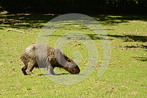 Muddy Capibara photo