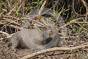 Muddy Capybara Female on Mudbank