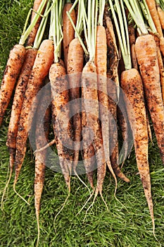 Muddy Carrots On Grass photo