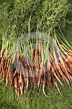 Muddy Carrots On Lawn photo