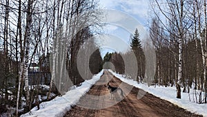 Muddy clay road in the forest and big shepherd dog in spring or autumn. Rural rural landscape with pet. Wet dirty road