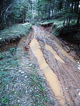 Muddy, coloured path in forest